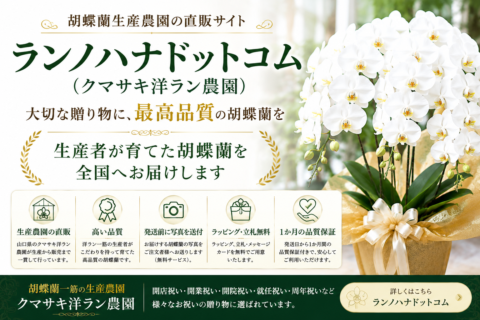 ランノハナドットコム（クマサキ洋ラン農園）の特徴は？胡蝶蘭の料金・品質・配送・保証を他社と比較
